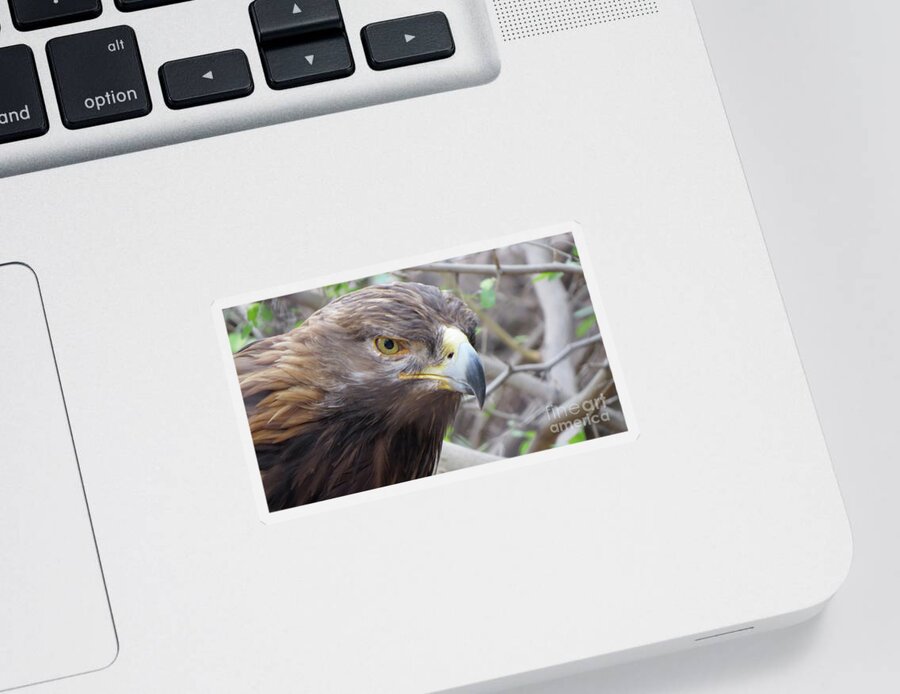 Striking Sticker featuring the photograph Golden Eye by Mary Mikawoz