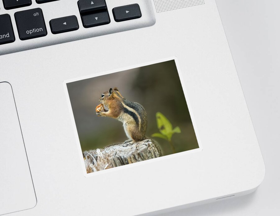 Golden-mantled Ground Squirrel Sticker featuring the photograph Golden-Mantled Ground Squirrel by Debra Martz