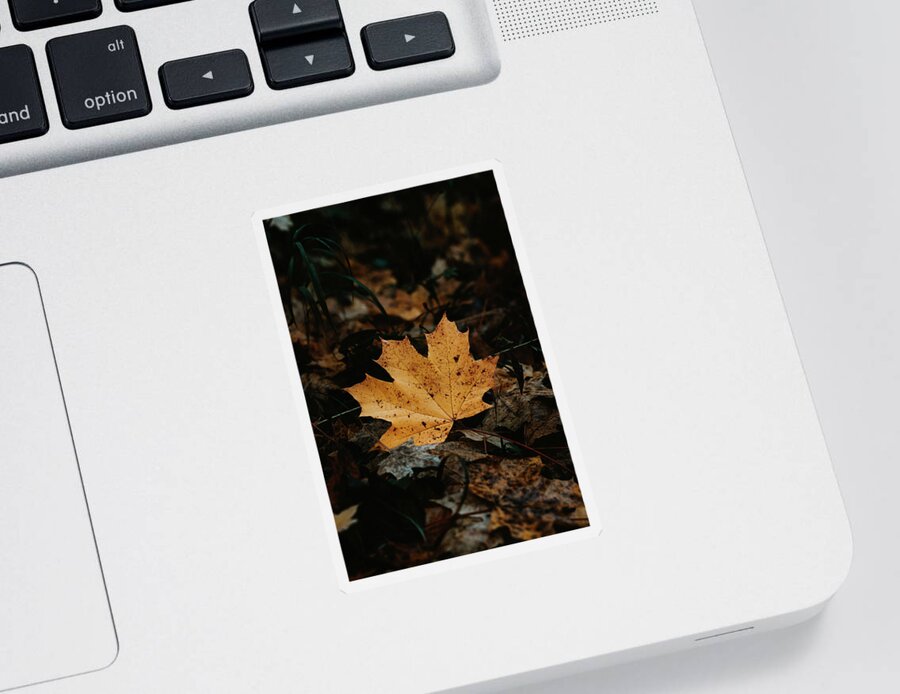 Colours Sticker featuring the photograph Golden maple leaf in dark forest by Vaclav Sonnek