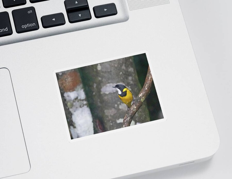 Animals Sticker featuring the photograph Golden Whistler Perched by Maryse Jansen