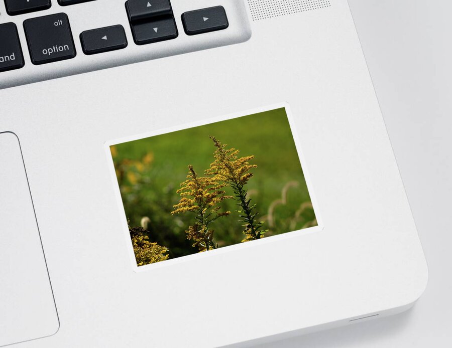 Goldenrod Sticker featuring the photograph Goldenrod in the Meadow by Christopher Reed