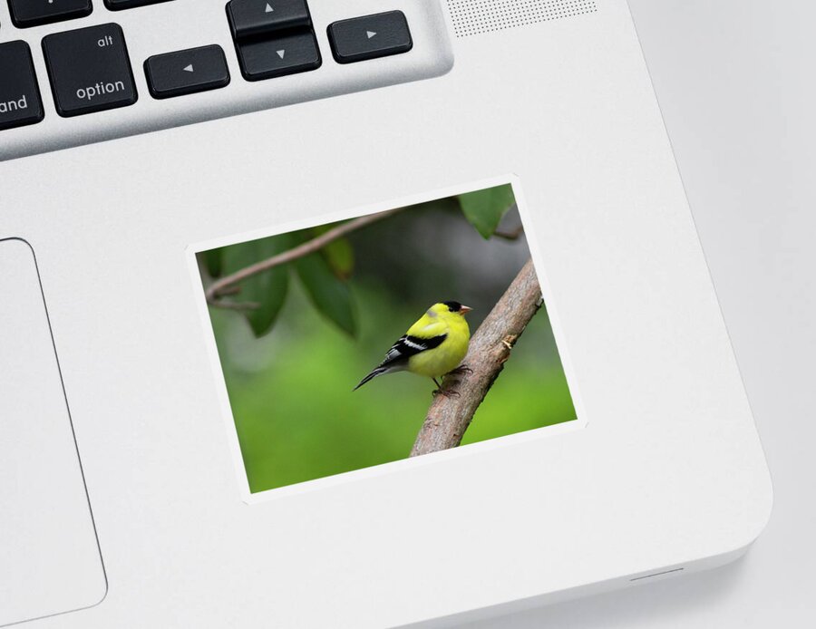 Bird Sticker featuring the photograph Goldfinch by Geoff Jewett