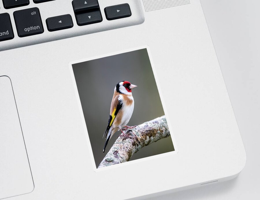 Goldfinch Sticker featuring the photograph Goldfinch perching on an oak branch by Torbjorn Swenelius