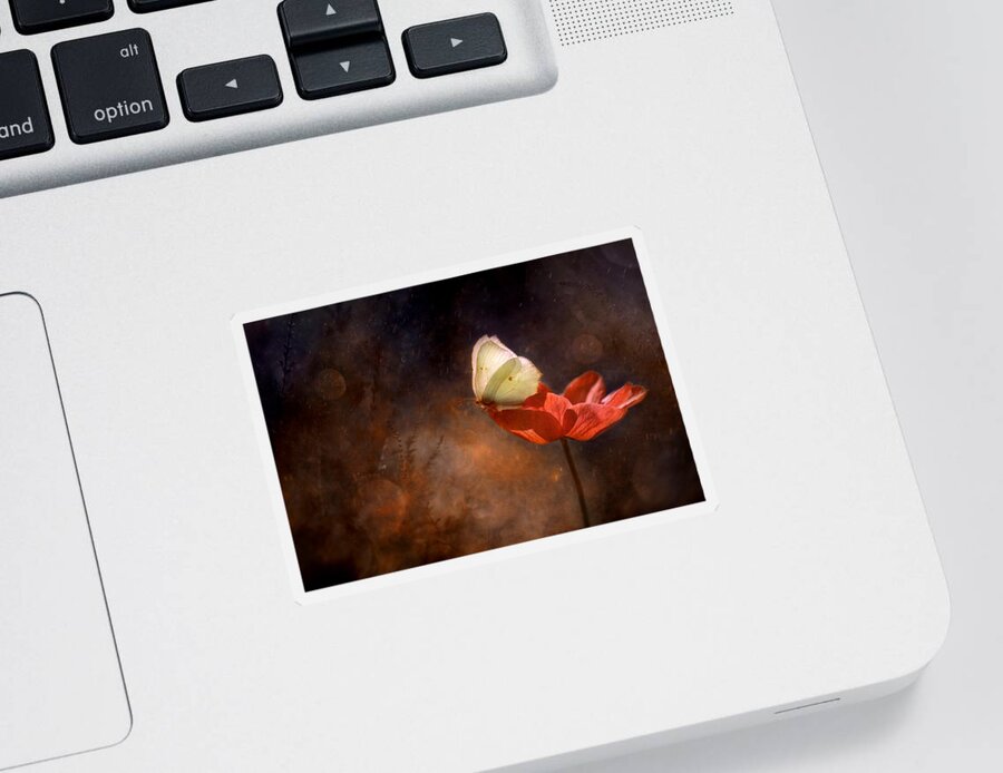 Butterfly Sticker featuring the photograph Gonepteryx rhamni butterfly on red anemon by Iwona Sikorska