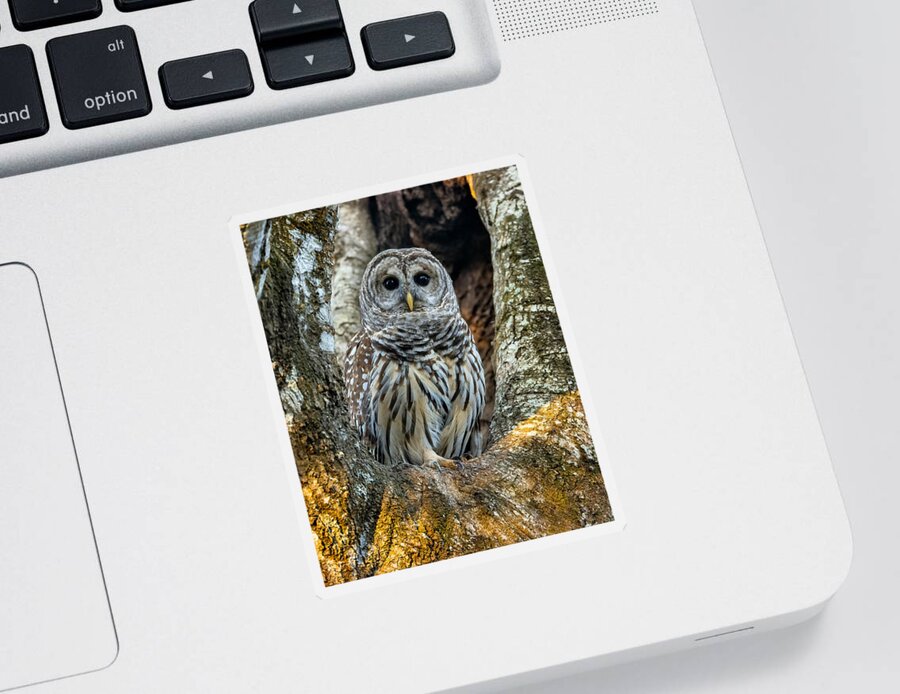 David Eppley Sticker featuring the photograph Good Evening Mrs. Barred Owl by David Eppley