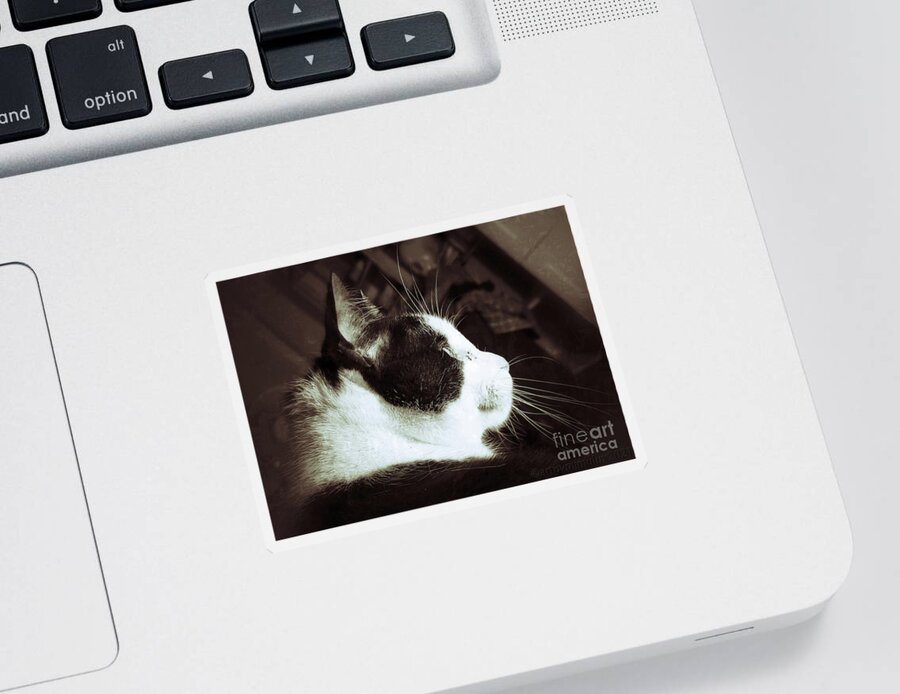 Cat Sticker featuring the photograph Good Morning Pussycat by Mimulux Patricia No