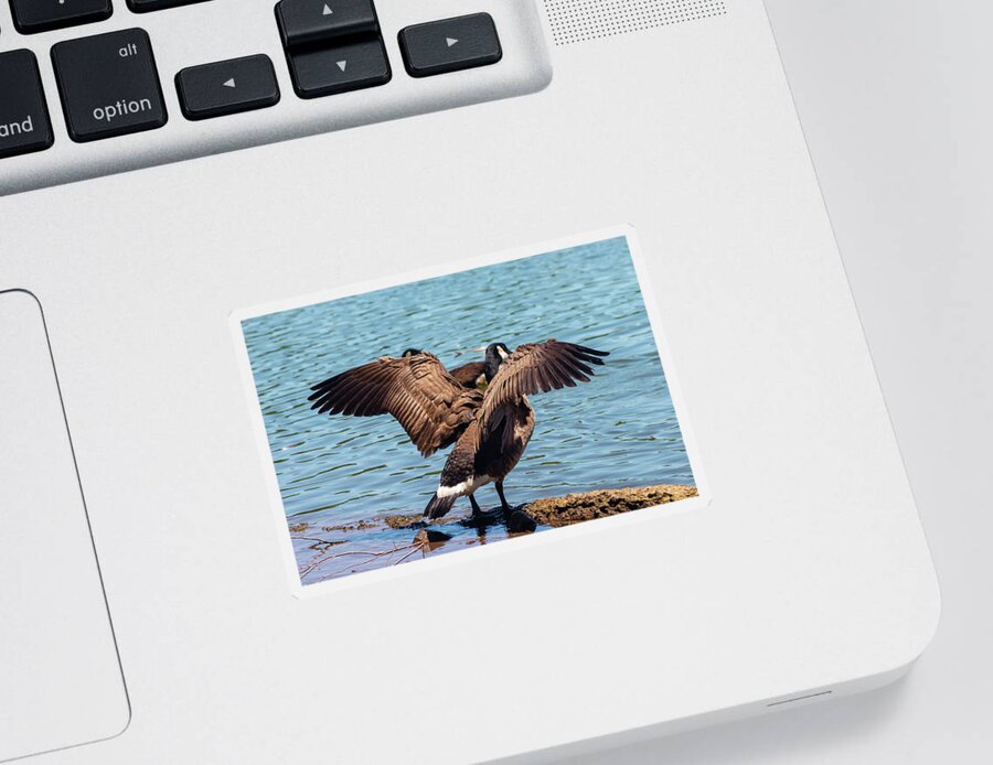 Geese Sticker featuring the photograph Goose in the Park by Auden Johnson