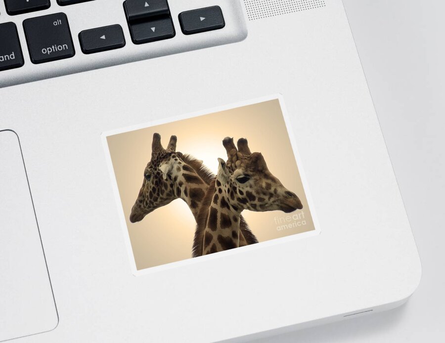 Giraffe Sticker featuring the photograph Gorgeous Giraffes by Gemma Reece-Holloway