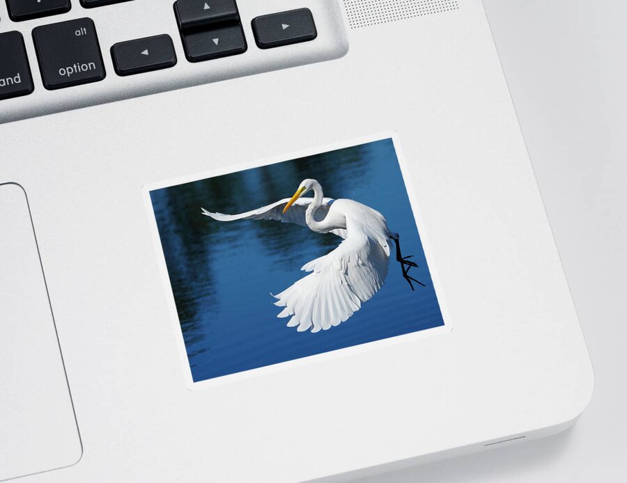 Birds Sticker featuring the photograph Graceful Great Egret by Larry Marshall