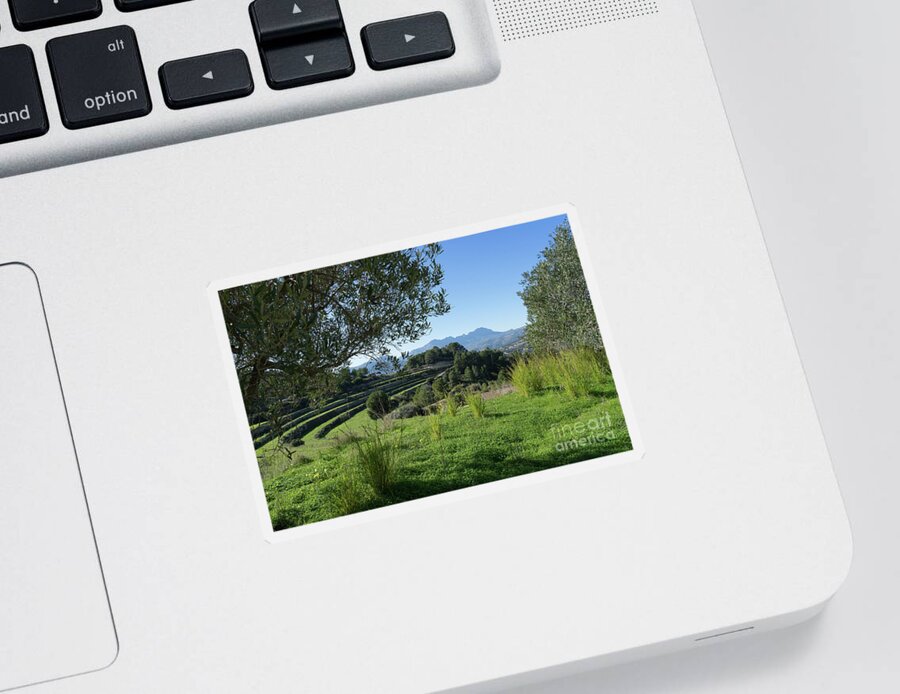 Landscape Sticker featuring the photograph Grass and clover under the olive tree by Adriana Mueller