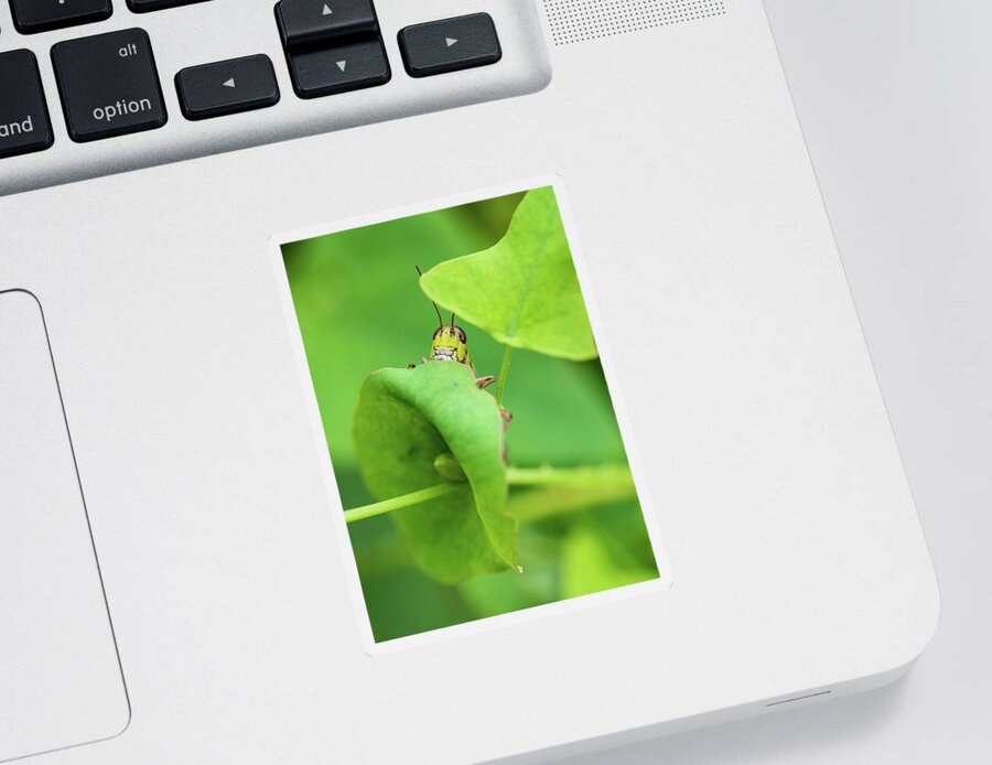 Animals Sticker featuring the photograph Grasshopper by Amelia Pearn