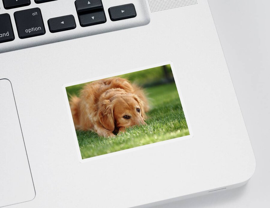 Dog Sticker featuring the photograph Grassy Golden by Lens Art Photography By Larry Trager