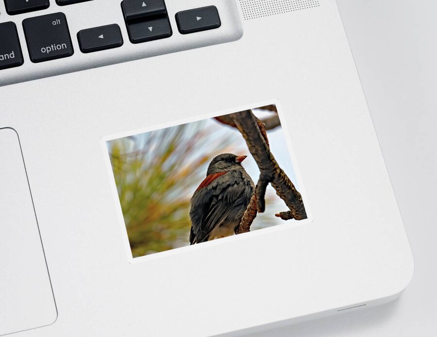 Utah Sticker featuring the photograph Gray-headed Junco In Red Canyon by Jennifer Robin