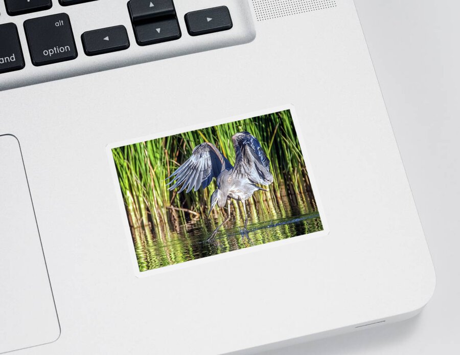 Great Blue Heron Sticker featuring the photograph Great Blue Heron 9882-011022-2 by Tam Ryan