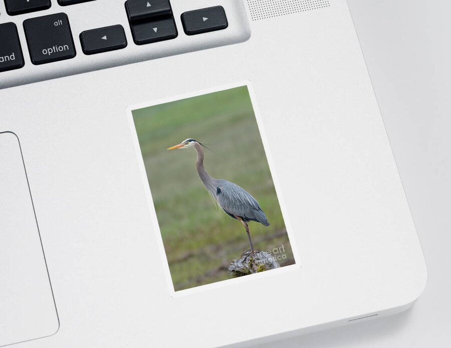 Ardea Herodias Sticker featuring the photograph Great Blue Heron at Skagit River #2 by Nancy Gleason