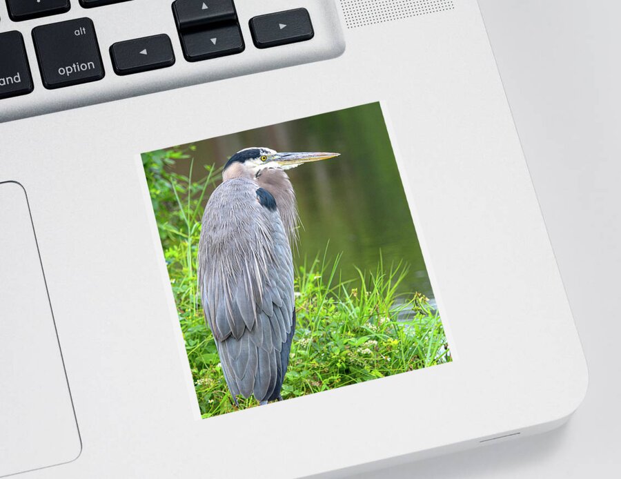  Sticker featuring the photograph Great Blue Heron at the Venice Rookery, FL by Joanne Carey