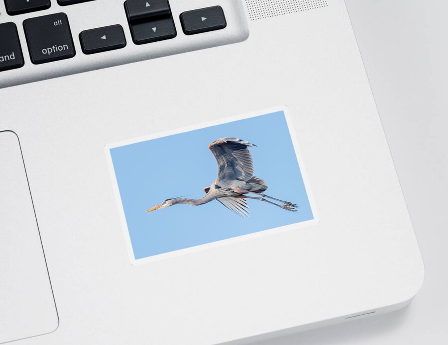 Great Blue Heron Sticker featuring the photograph Great Blue Heron Flying with its Wings Spread by Puttaswamy Ravishankar