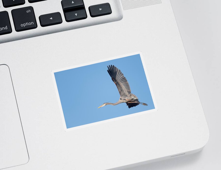 Great Blue Heron Sticker featuring the photograph Great Blue Heron in Flight by Puttaswamy Ravishankar