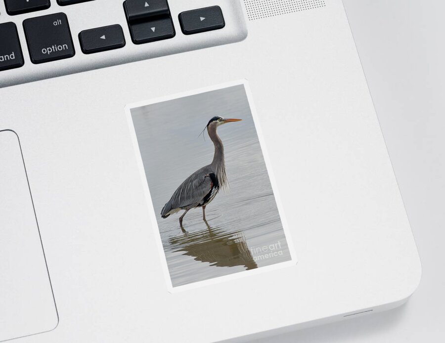 Ardea Herodias Sticker featuring the photograph Great Blue Heron in Spring Sunlight by Nancy Gleason