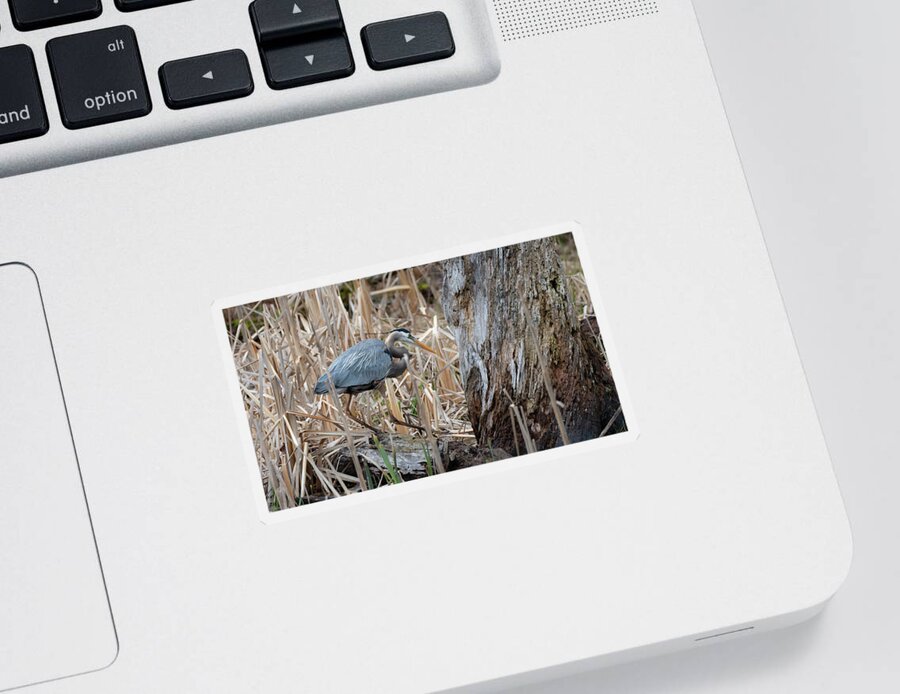 Great Blue Heron Sticker featuring the photograph Great Blue Heron by Michael Hubley