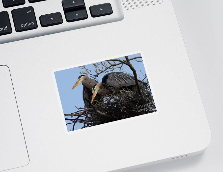 Alnus Rubra Sticker featuring the photograph Great Blue Heron Pair Guarding Nest by Nancy Gleason
