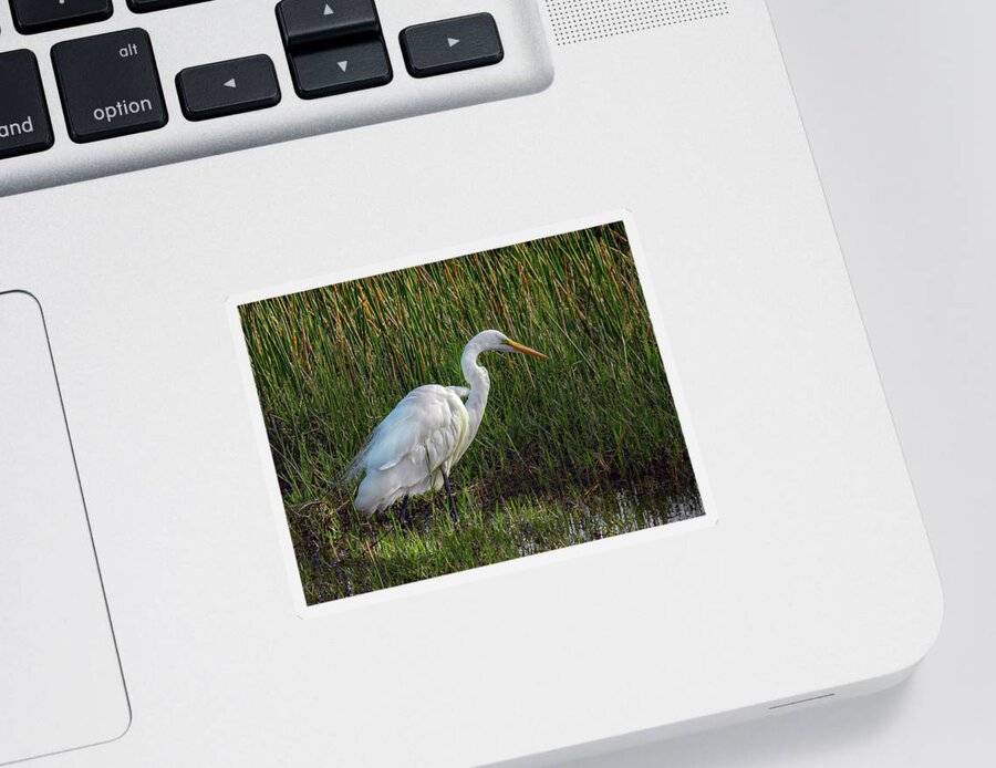 Wildlife Sticker featuring the photograph Great Egret at Sunset by Laura Putman