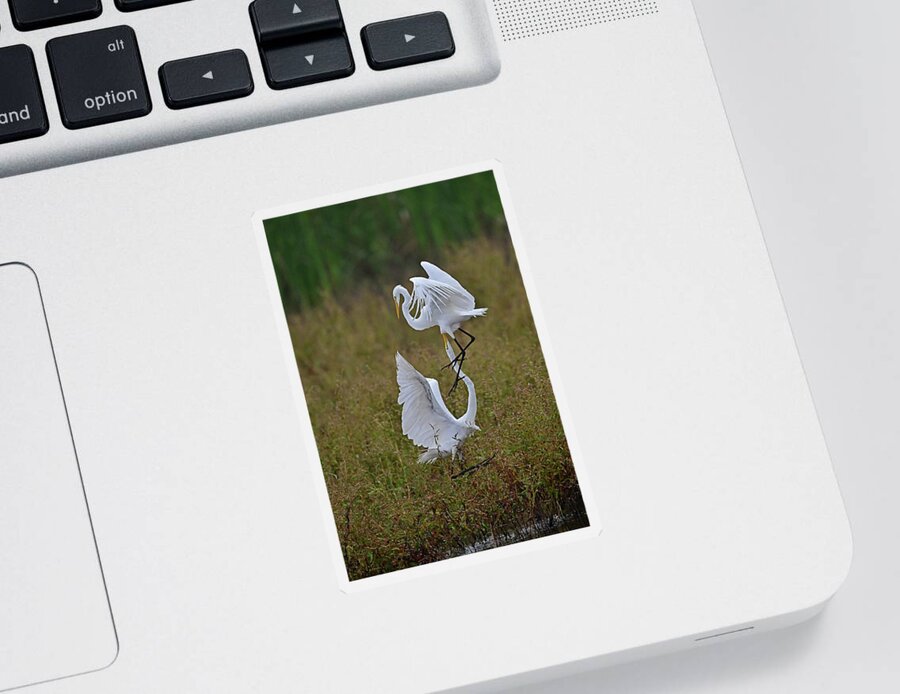 Ardea Alba Sticker featuring the photograph Great Egret Fight by Amazing Action Photo Video