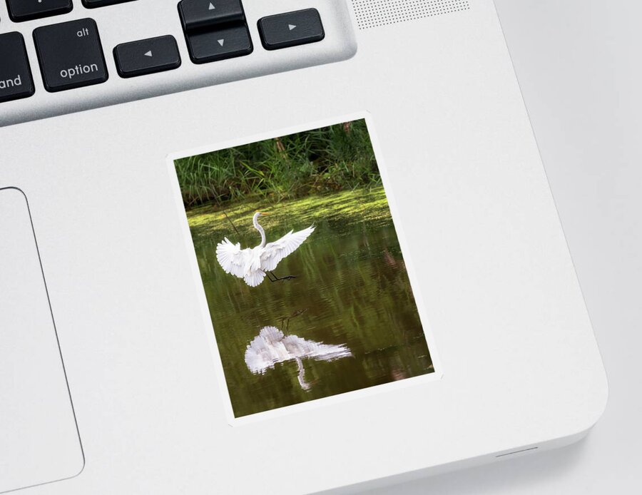 Bird Sticker featuring the photograph Great Egret Landing - Crab Orchard Lake by Susan Rissi Tregoning