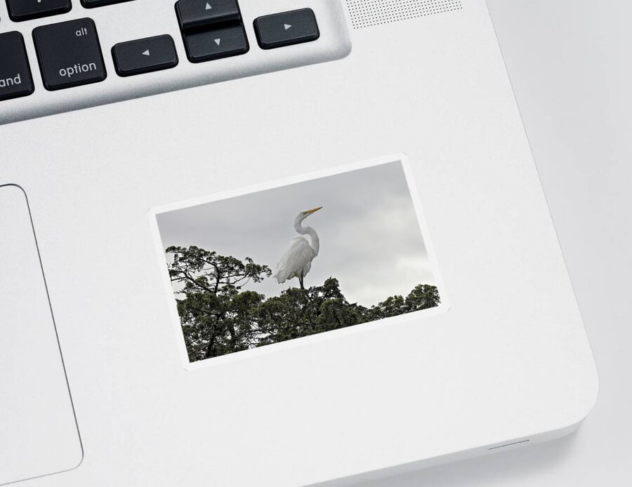 Great Egret Sticker featuring the photograph White Egret Posed by Doolittle Photography and Art