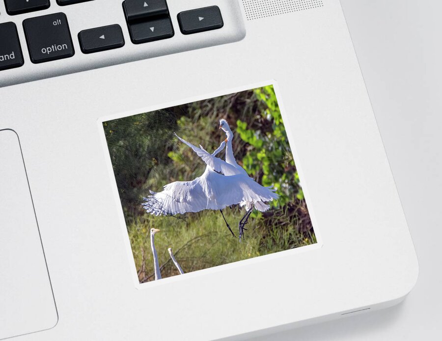Great Egret Sticker featuring the photograph Great Egrets 8224-060121-3 by Tam Ryan
