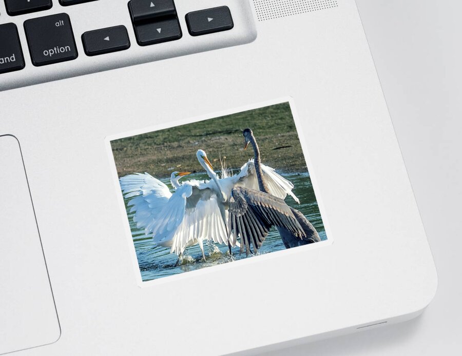 Great Egrets Sticker featuring the photograph Great Egrets and Great Blue Heron Face-off 2718-070821-2 by Tam Ryan