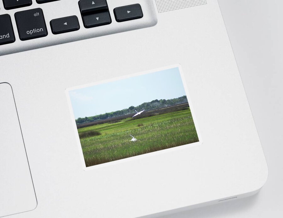 Sticker featuring the photograph Great Egrets by Heather E Harman