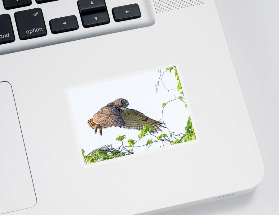 Great Horned Owl Sticker featuring the photograph Great Horned Owl in Flight by Jim Miller