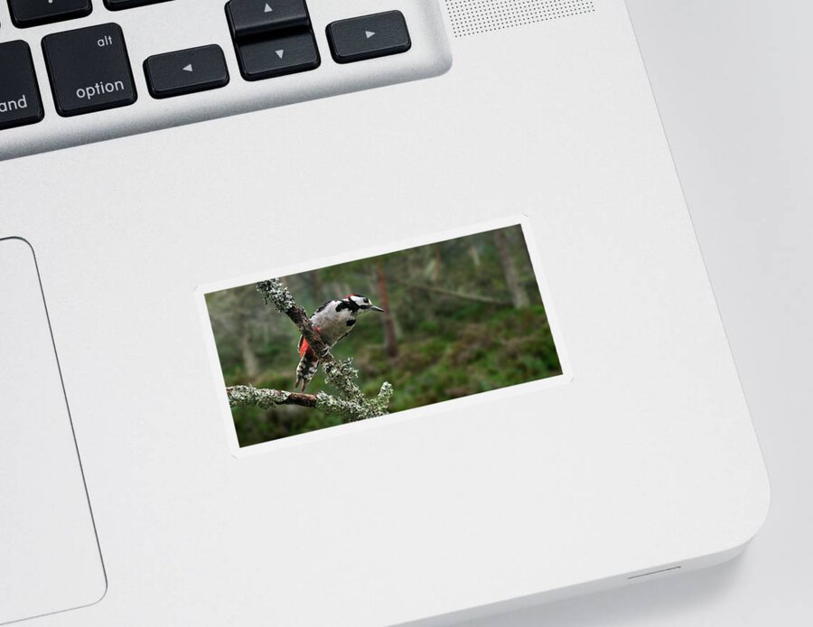 Great Spotted Woodpecker Sticker featuring the photograph Great Spotted Woodpecker in Pine Forest by Arterra Picture Library