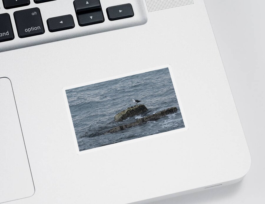 Gull Sticker featuring the photograph Greater Black- Backed Gull by Jeff Townsend