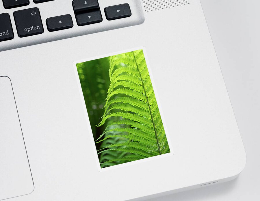 Fern Sticker featuring the photograph Green fern and summer dream in the forest by Adriana Mueller