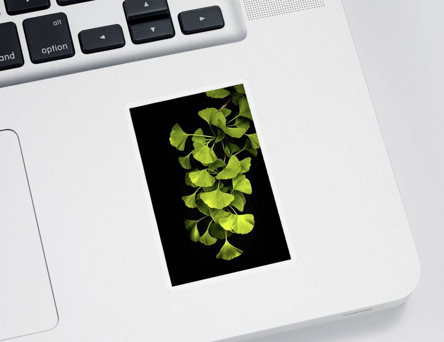Ginkgo Sticker featuring the photograph Green Hope by Philippe Sainte-Laudy