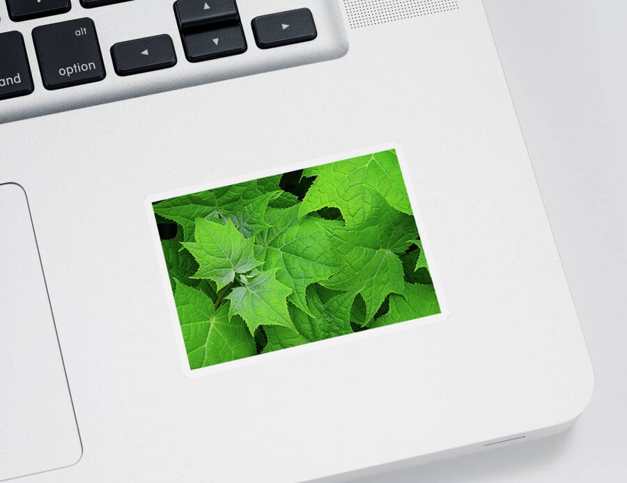 Maple Sticker featuring the photograph Green maple leaves by Bernhard Schaffer