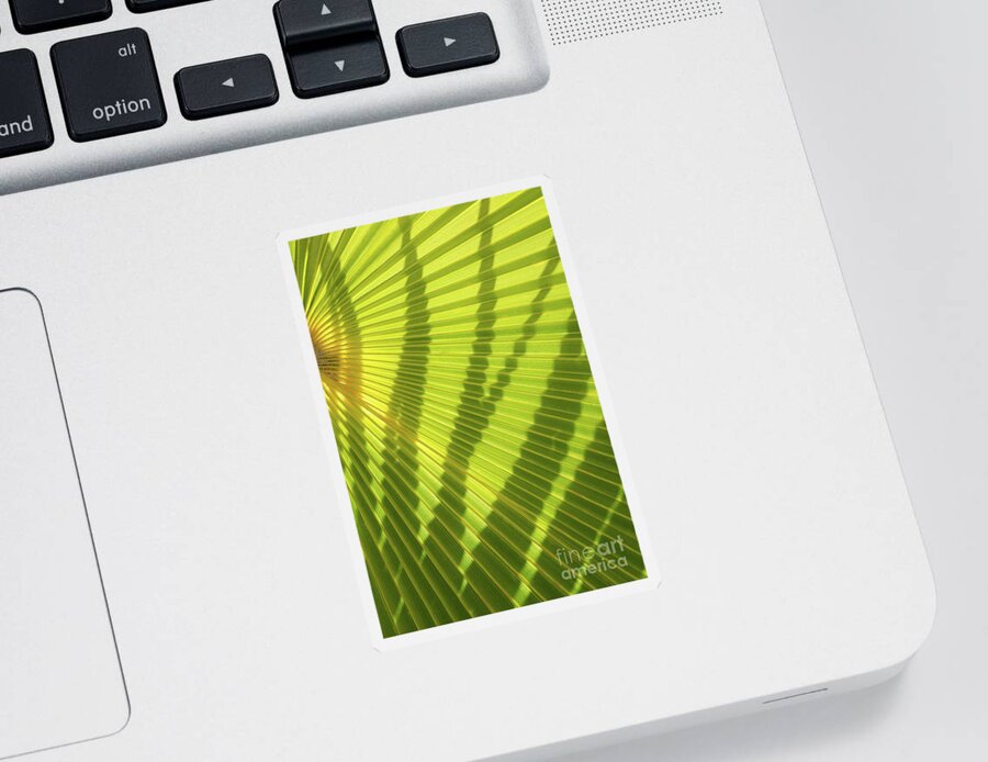 Palm Leaf Sticker featuring the photograph Green palm leaf and shadows 1 by Adriana Mueller
