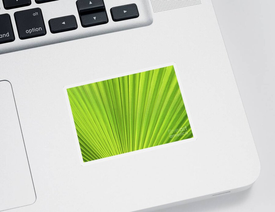 Palm Leaf Sticker featuring the photograph Green palm leaf and mediterranean sunlight by Adriana Mueller