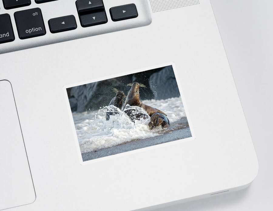 Grey Seals Sticker featuring the photograph Grey Seals splashing about by Gareth Parkes