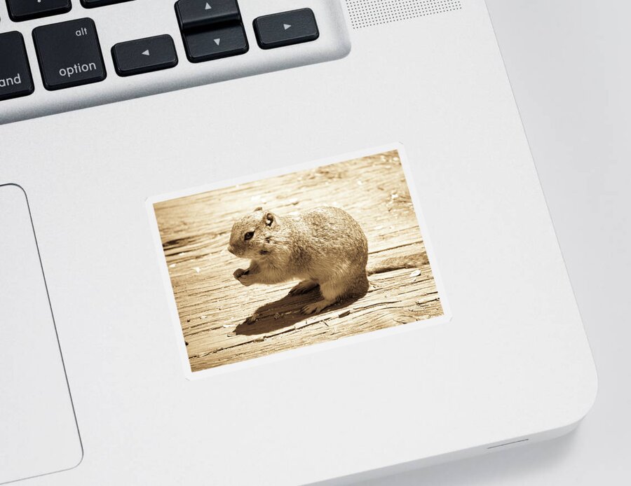 Colorado Sticker featuring the photograph Ground Squirrel by Tara Krauss