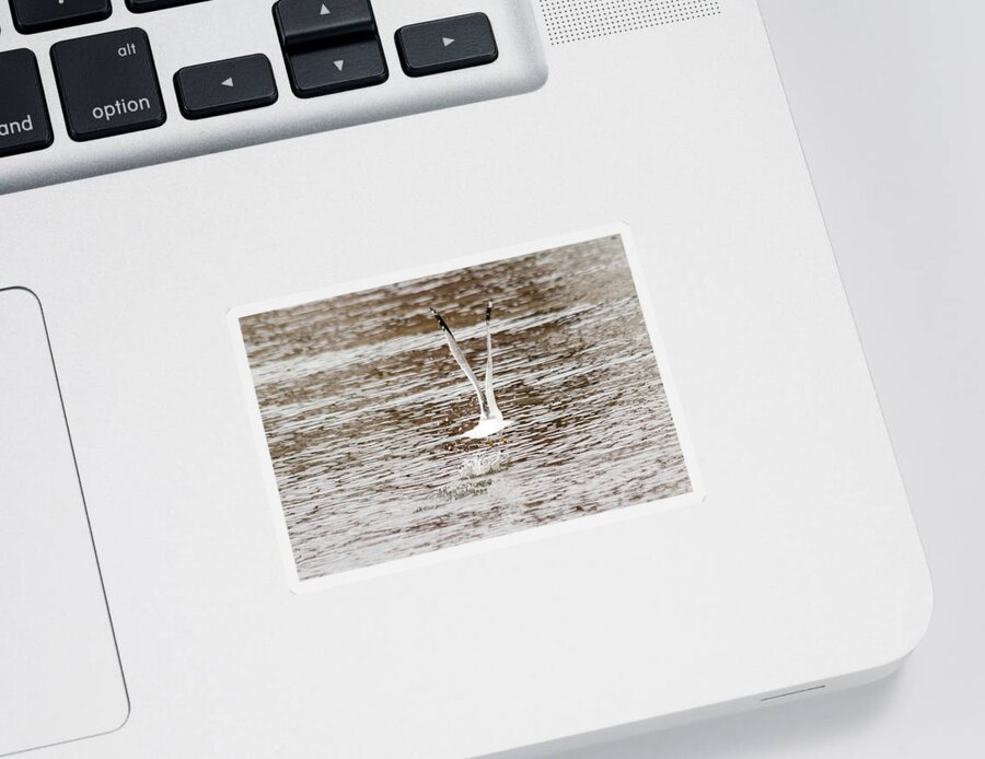 Larus Delawarensis Sticker featuring the photograph Gull takes flight from water by SAURAVphoto Online Store