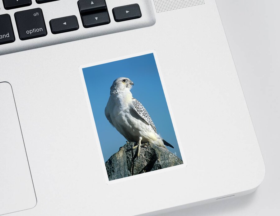 Dave Welling Sticker featuring the photograph Gyrfalcon Falco Rusticolis Portrait by Dave Welling