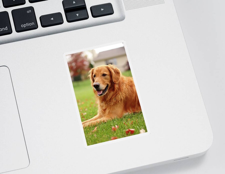 Dog Sticker featuring the photograph Handsome Golden by Lens Art Photography By Larry Trager