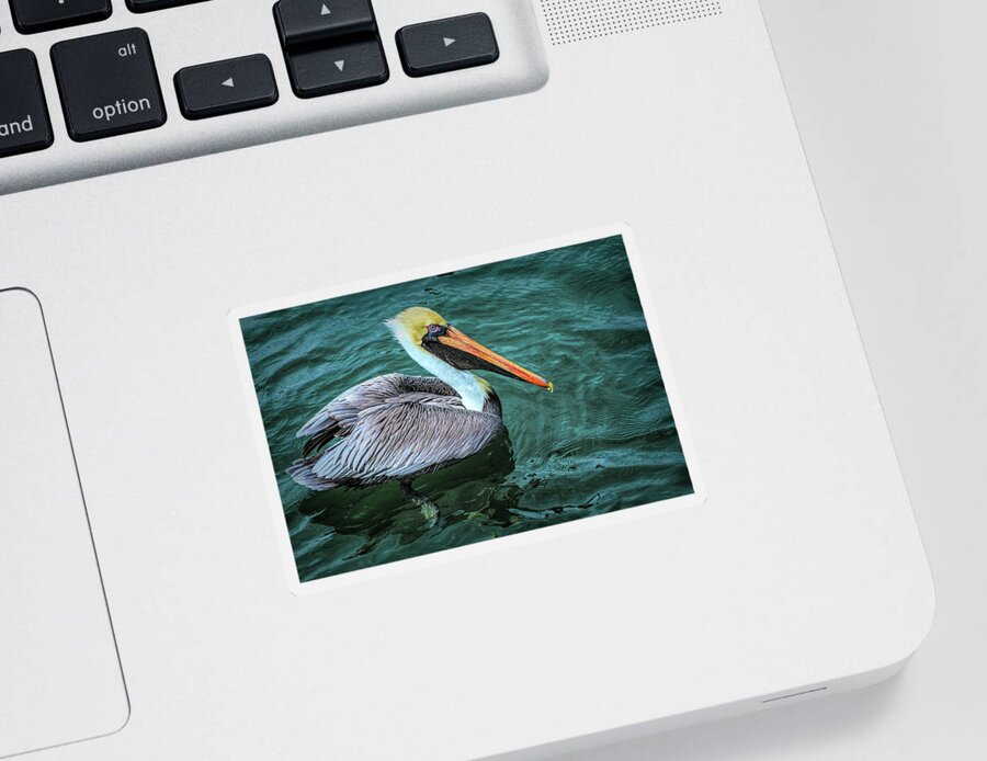 Birds Sticker featuring the photograph Handsome Pelican by Debra and Dave Vanderlaan