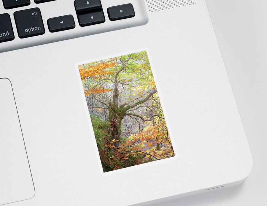 Autumn Sticker featuring the photograph Hanging on by Anita Nicholson