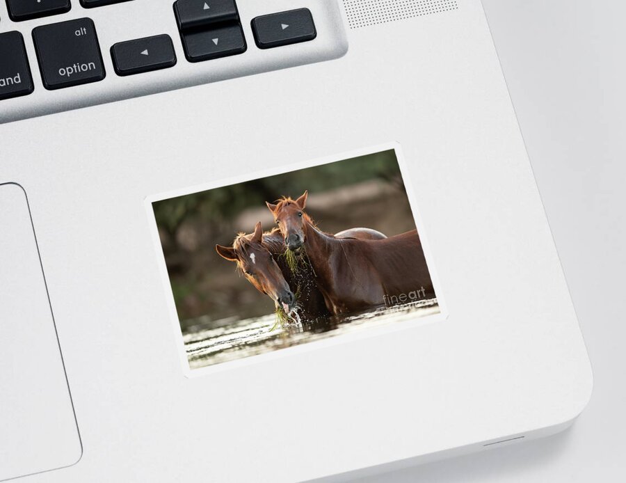 Salt River Wild Horses Sticker featuring the photograph Happy Meal by Shannon Hastings