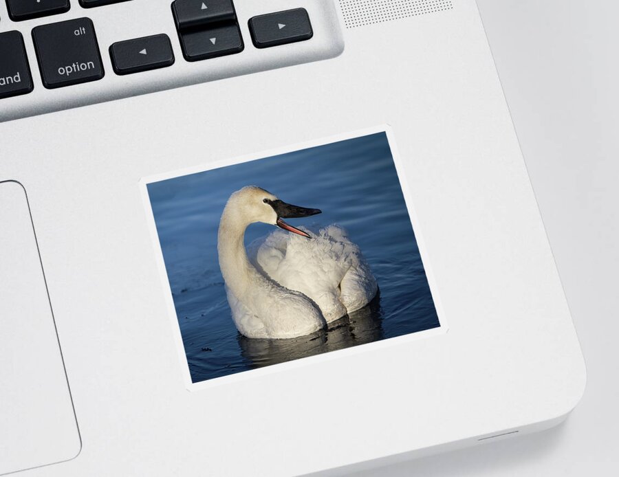 Swan Sticker featuring the photograph Happy Swan by Patti Deters