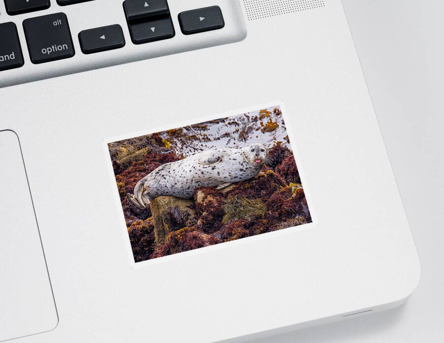 Harbor Seal Sticker featuring the photograph Happy The Harbor Seal by Derek Dean